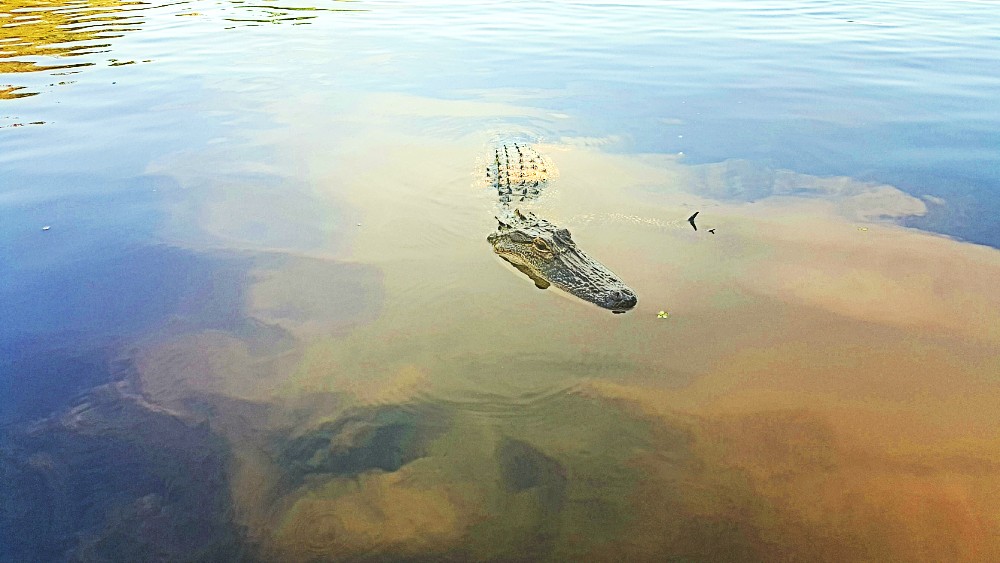 New Orleans - Cajun Encounters alligator